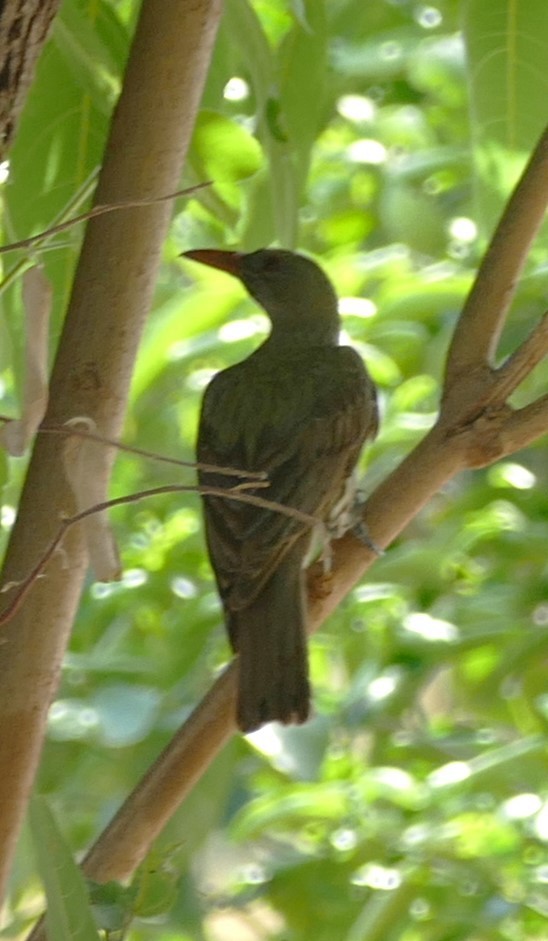 Olive-backed Oriole - ML629024546