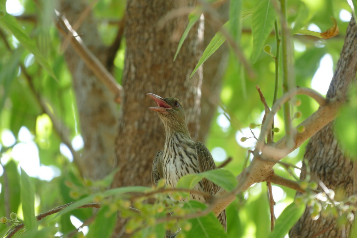 Olive-backed Oriole - ML629024547