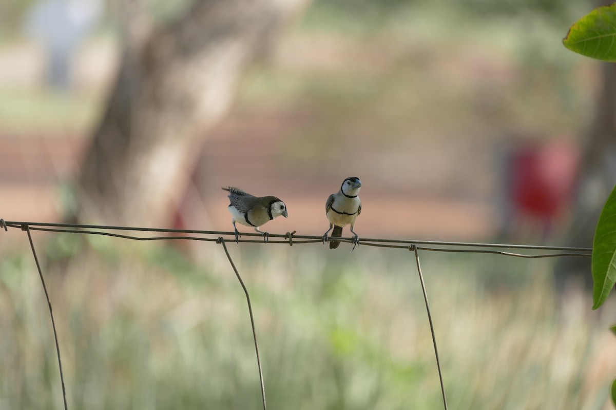 Double-barred Finch - ML629024561