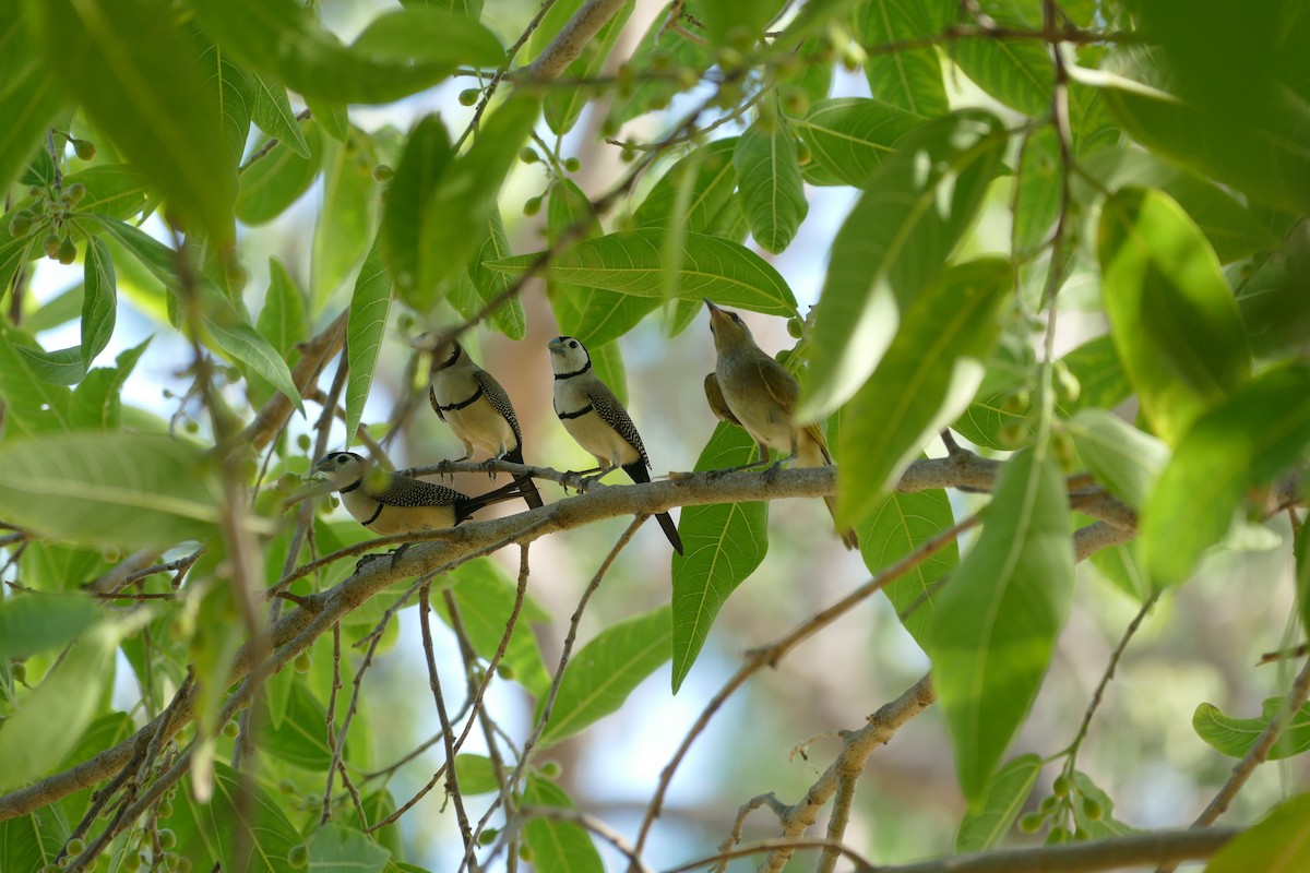 Double-barred Finch - ML629024562