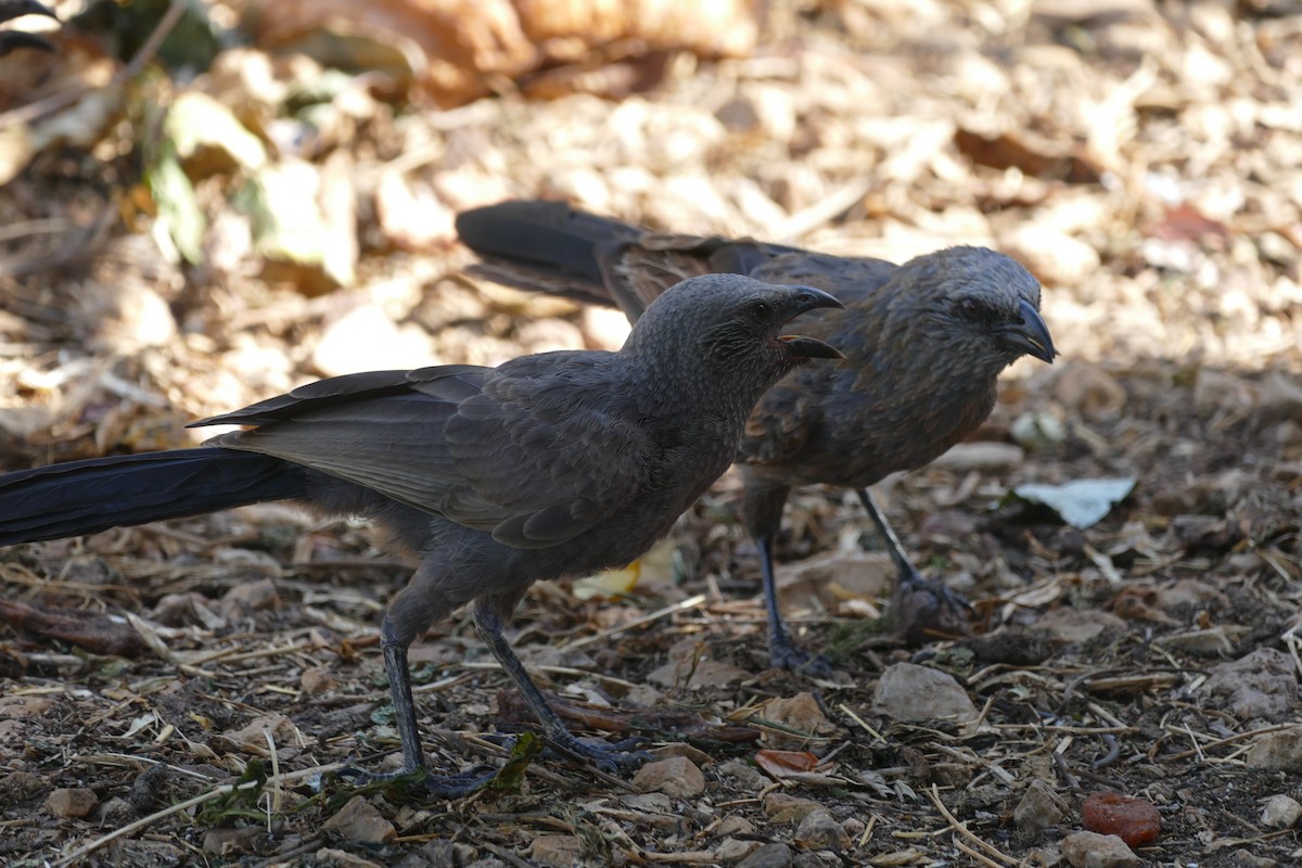 Apostlebird - ML629024584