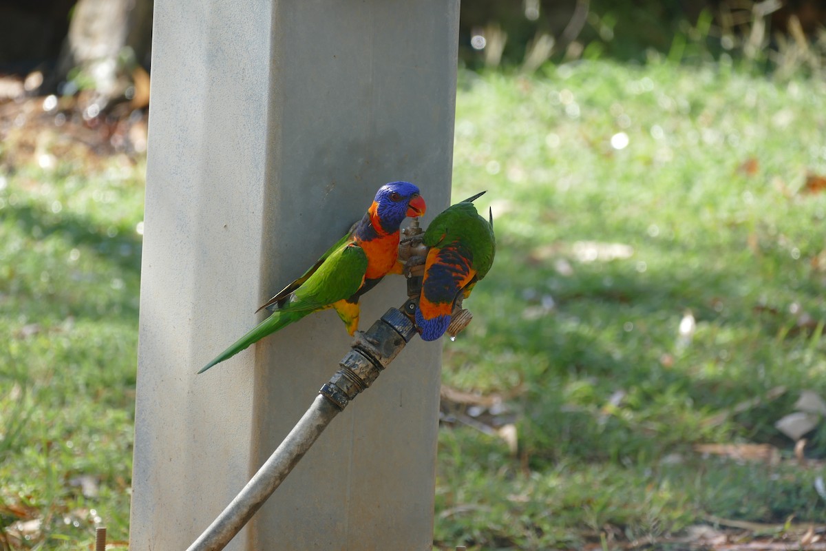 Red-collared Lorikeet - ML629024607