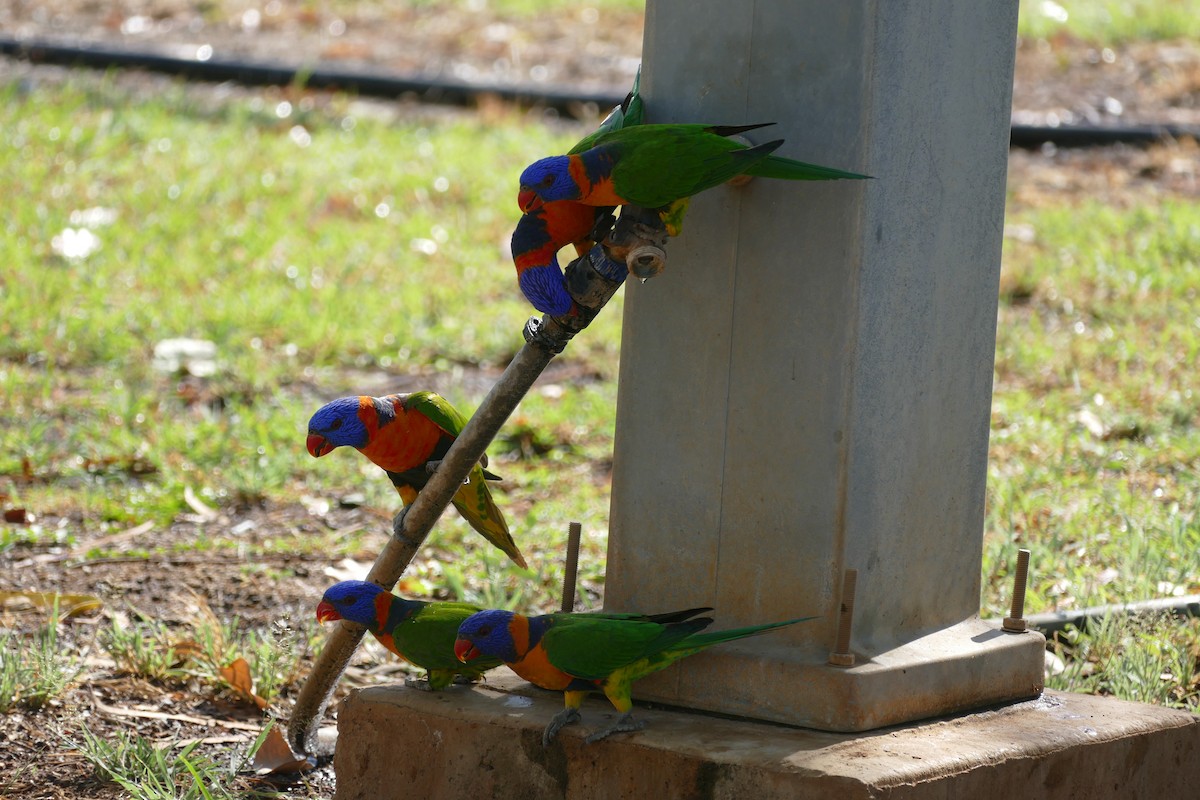 Red-collared Lorikeet - ML629024608