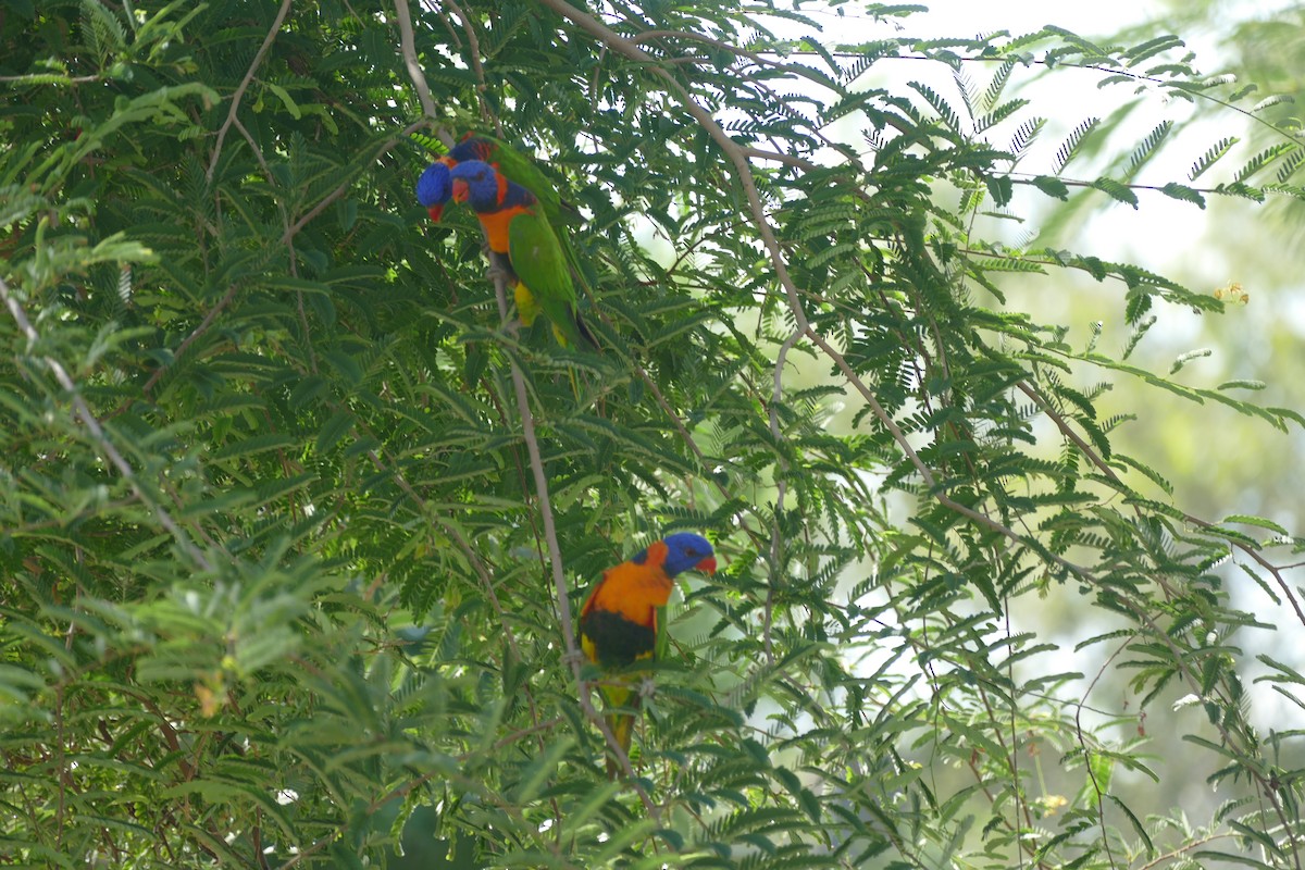 Red-collared Lorikeet - ML629024609