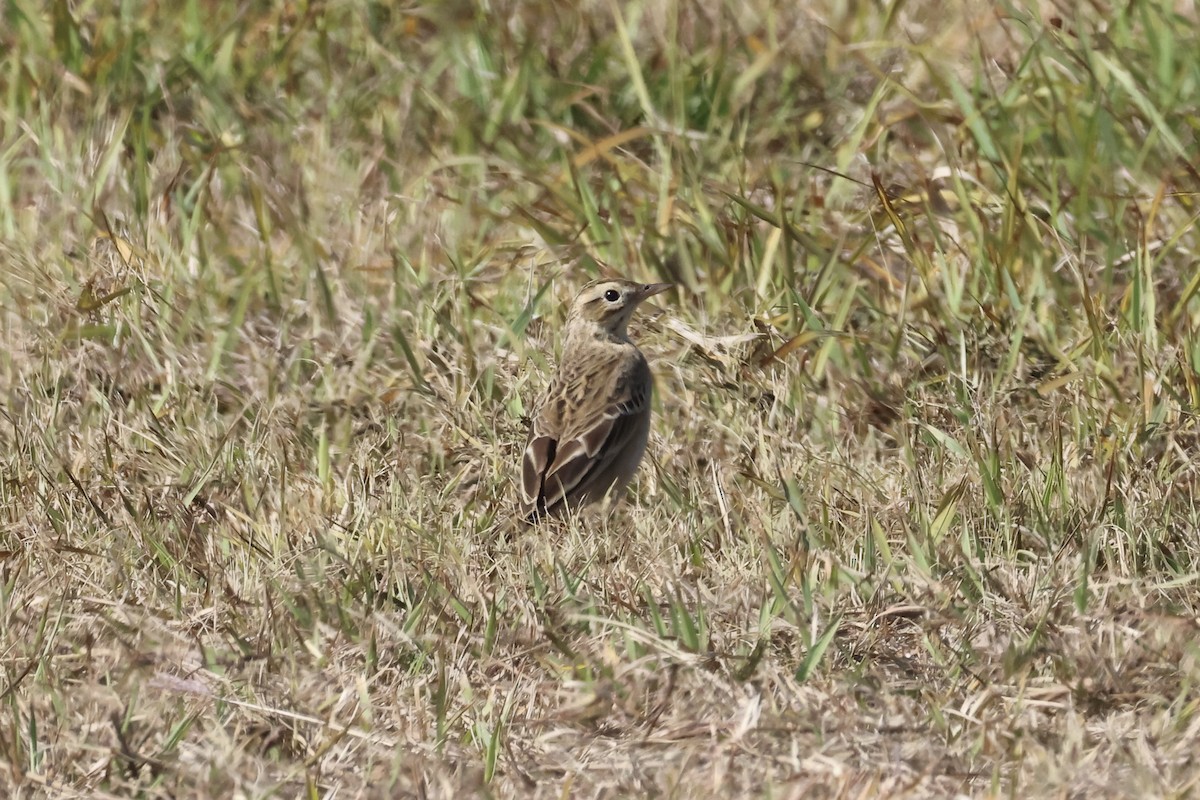 Richard's Pipit - ML629024610