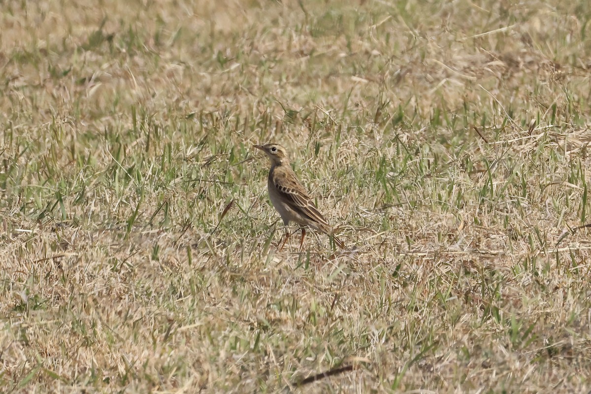 Richard's Pipit - ML629024611