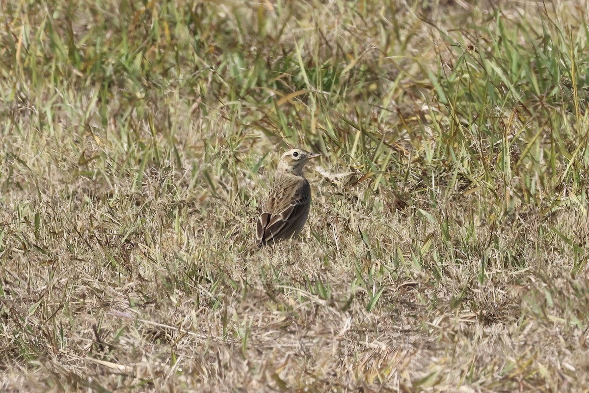 Richard's Pipit - ML629024612