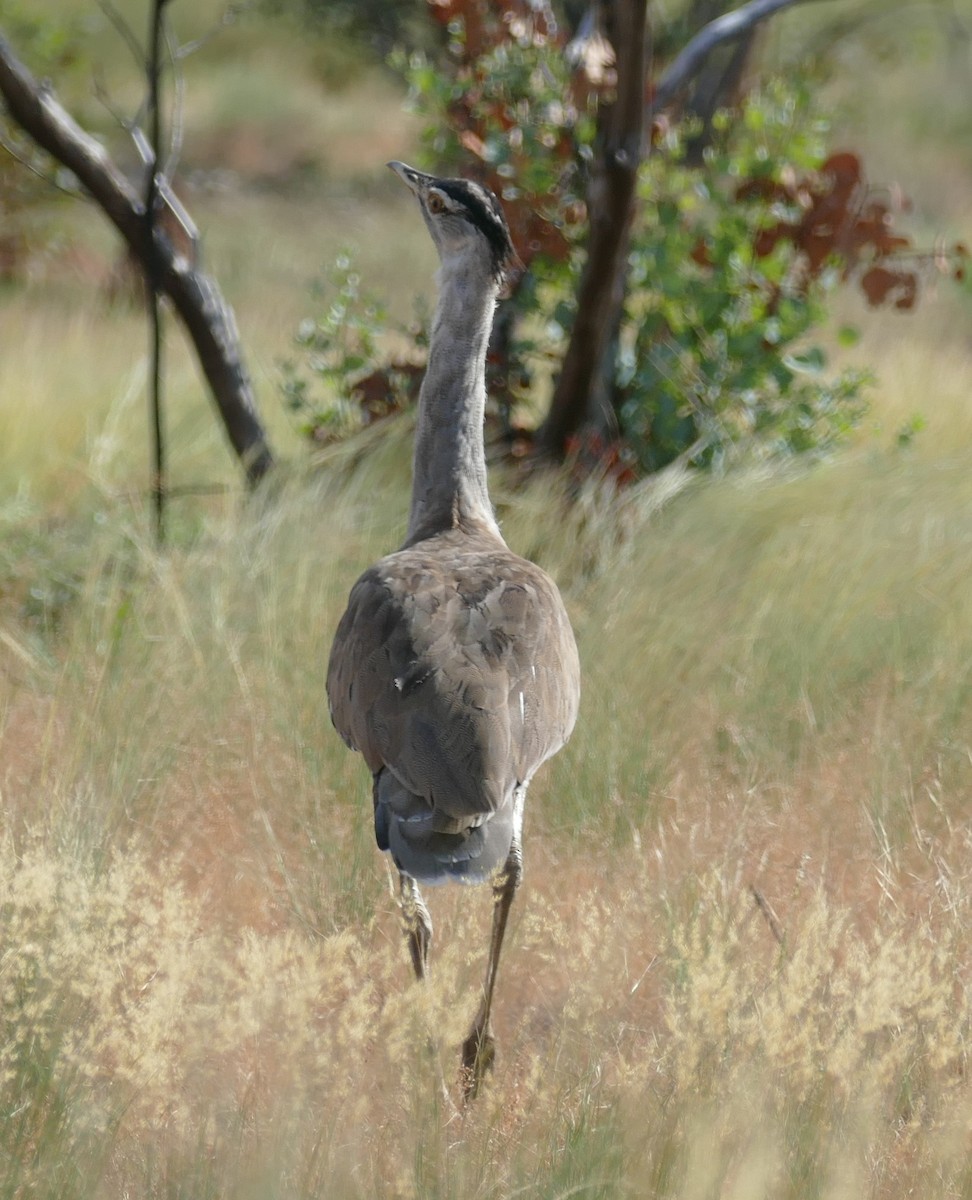 Australian Bustard - ML629024679