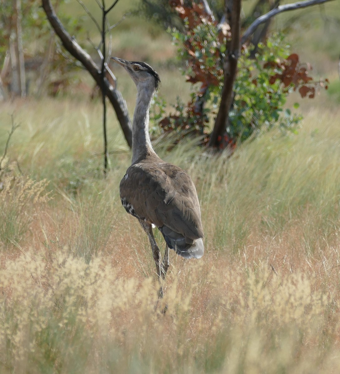 Australian Bustard - ML629024680