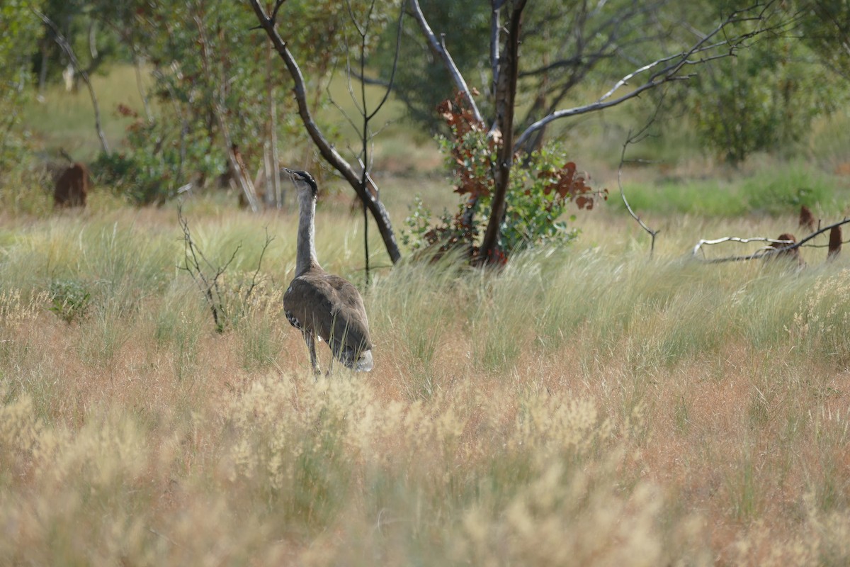 Australian Bustard - ML629024681