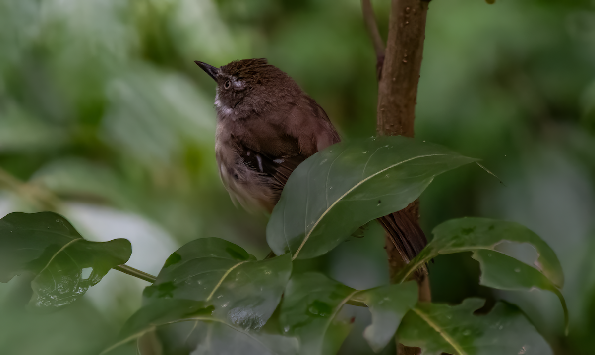 White-browed Scrubwren - ML629024831