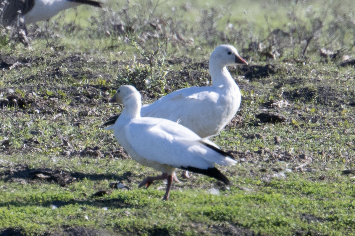Ross's Goose - ML629024838
