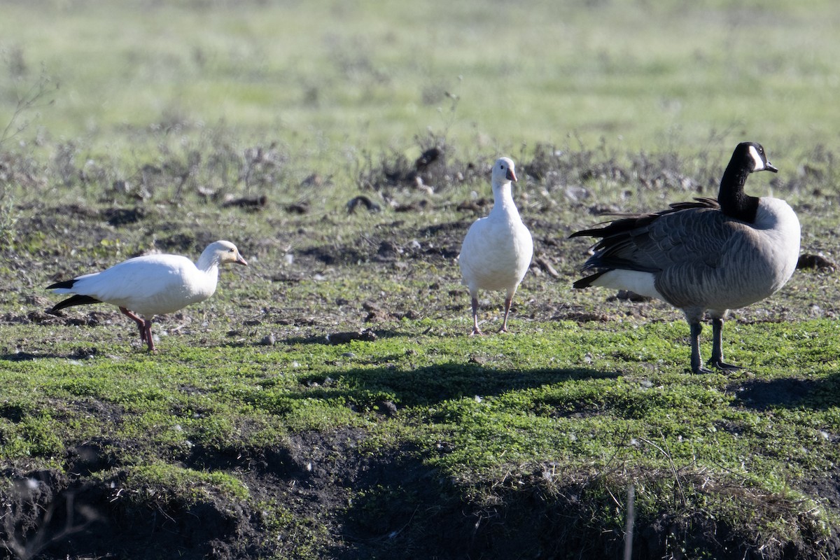 Ross's Goose - ML629024839