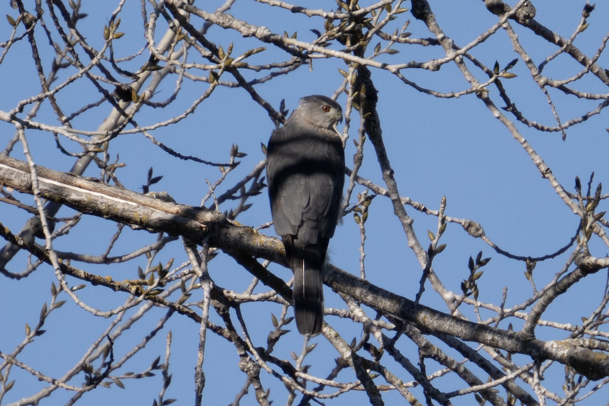 Cooper's Hawk - ML629024863