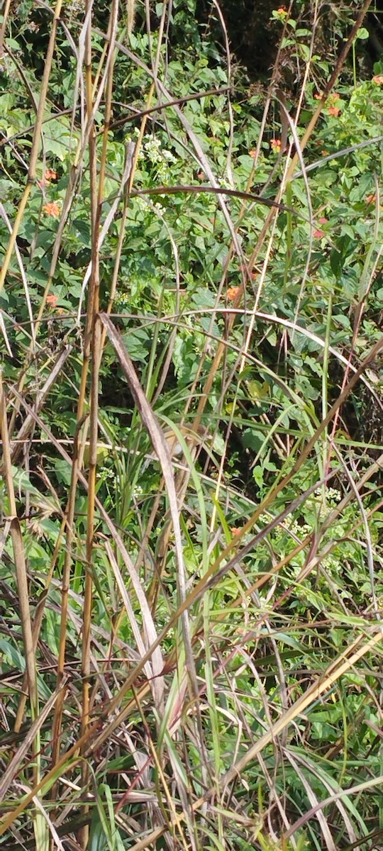 Tawny-bellied Babbler - ML629025022