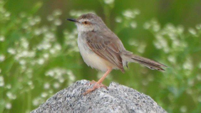 Plain Prinia - ML629025101