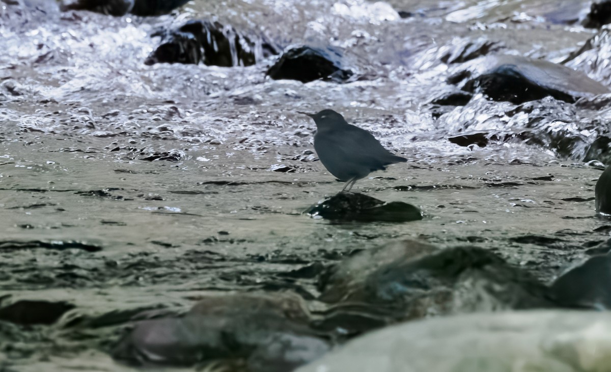 American Dipper - ML629025129