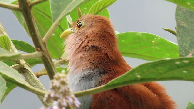Squirrel Cuckoo - ML629025139