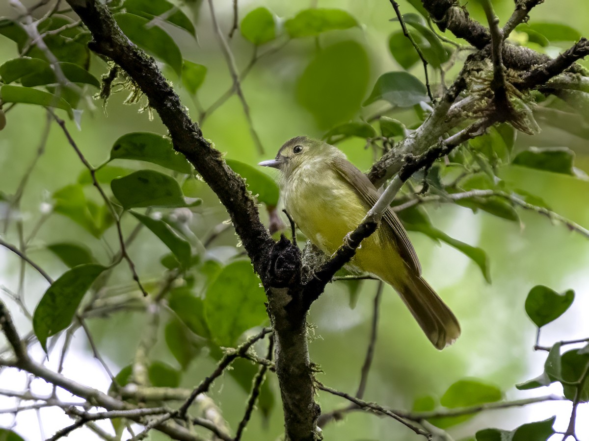 Large Blue Flycatcher - ML629025387