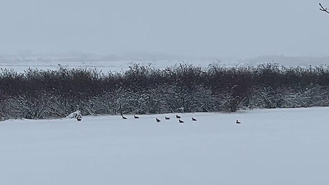 Gray Partridge - ML629025692