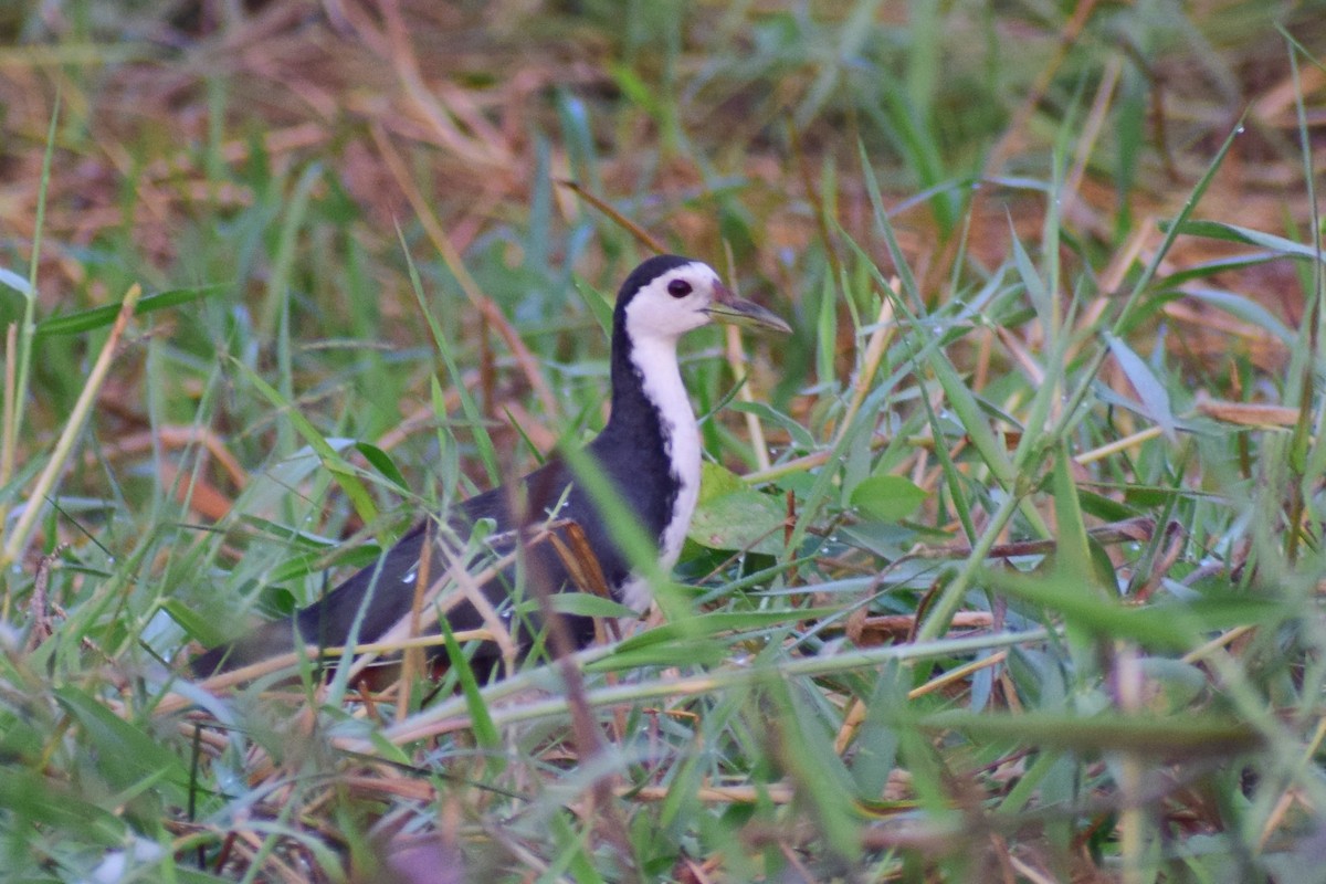 White-breasted Waterhen - ML629025791