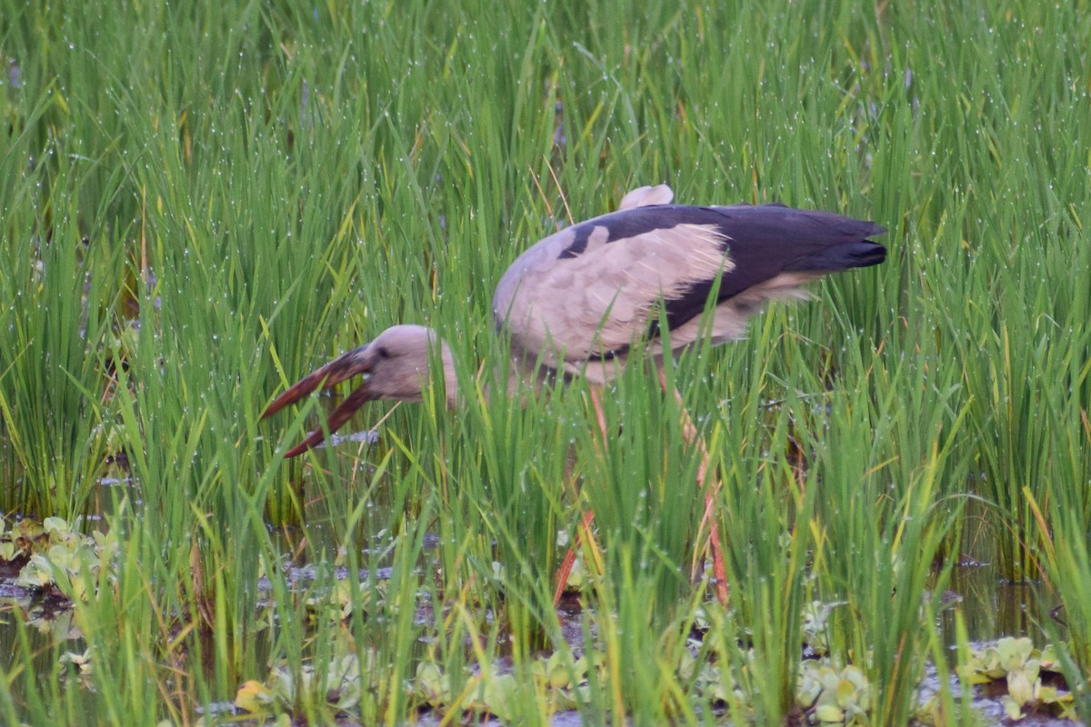 Asian Openbill - ML629025812