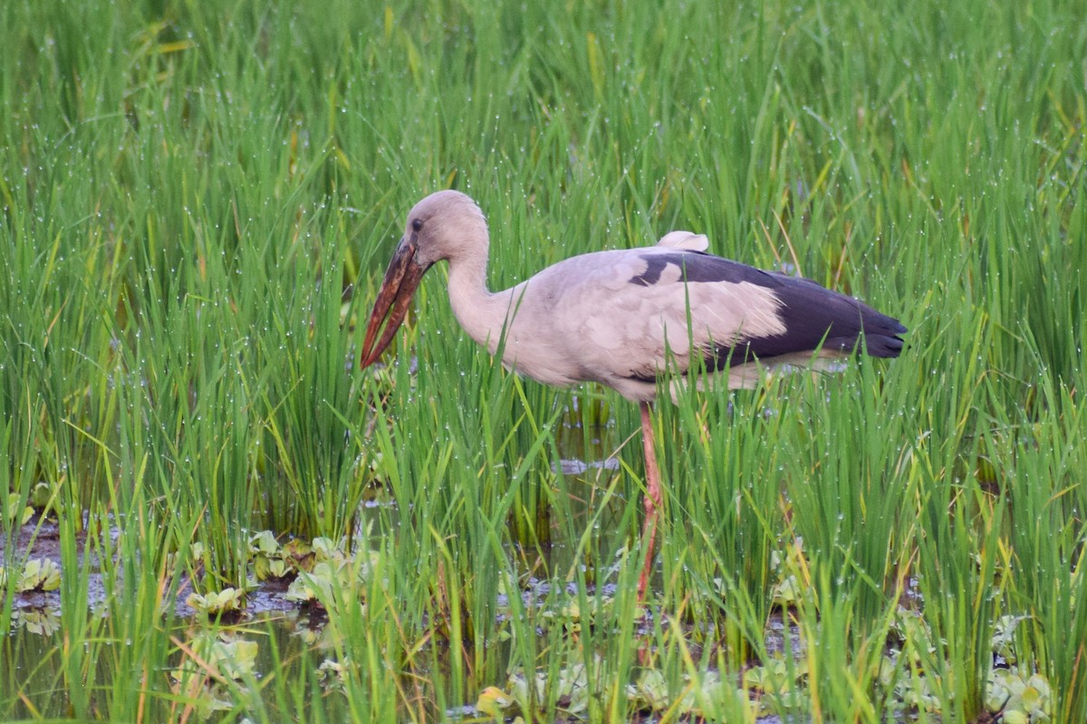 Asian Openbill - ML629025813