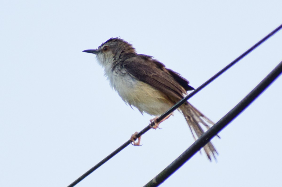 Plain Prinia - ML629025817