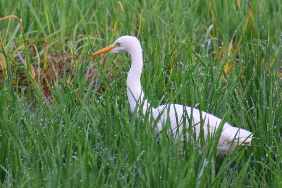Medium Egret - ML629025823
