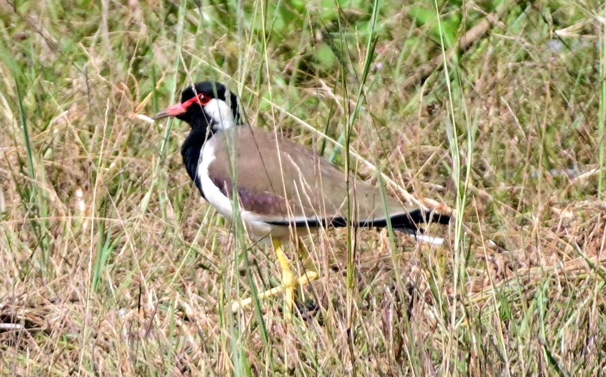 Red-wattled Lapwing - ML629025829