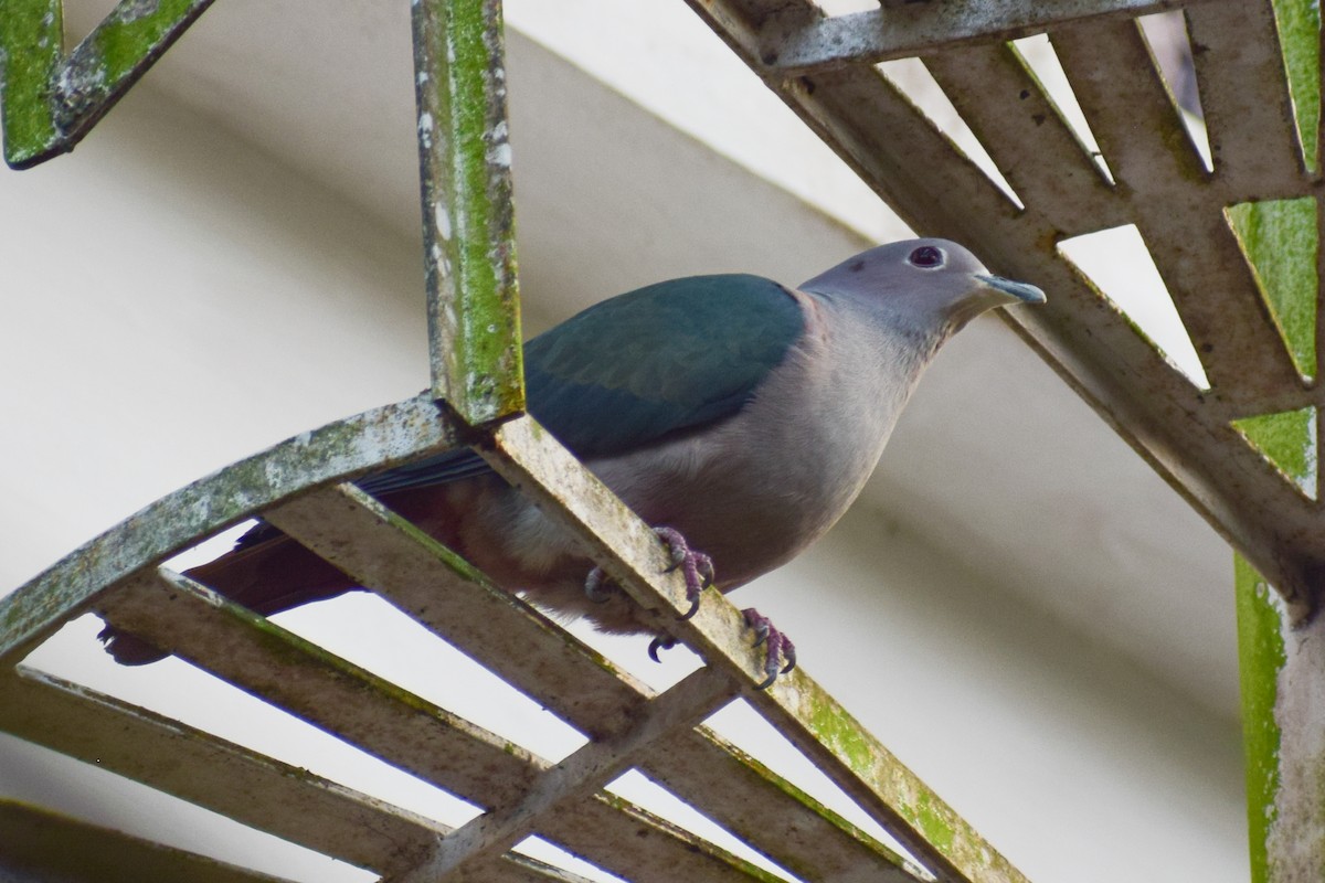 Green Imperial-Pigeon - ML629025852