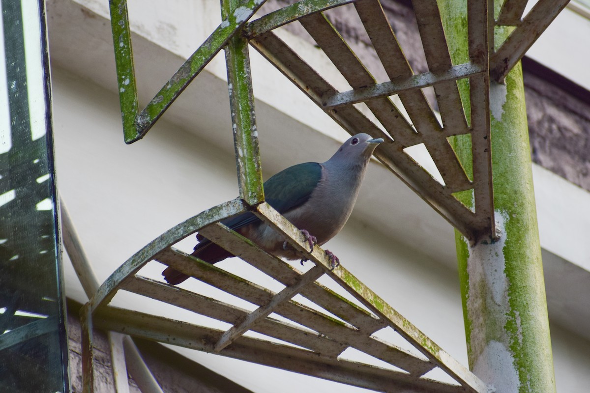 Green Imperial-Pigeon - ML629025853