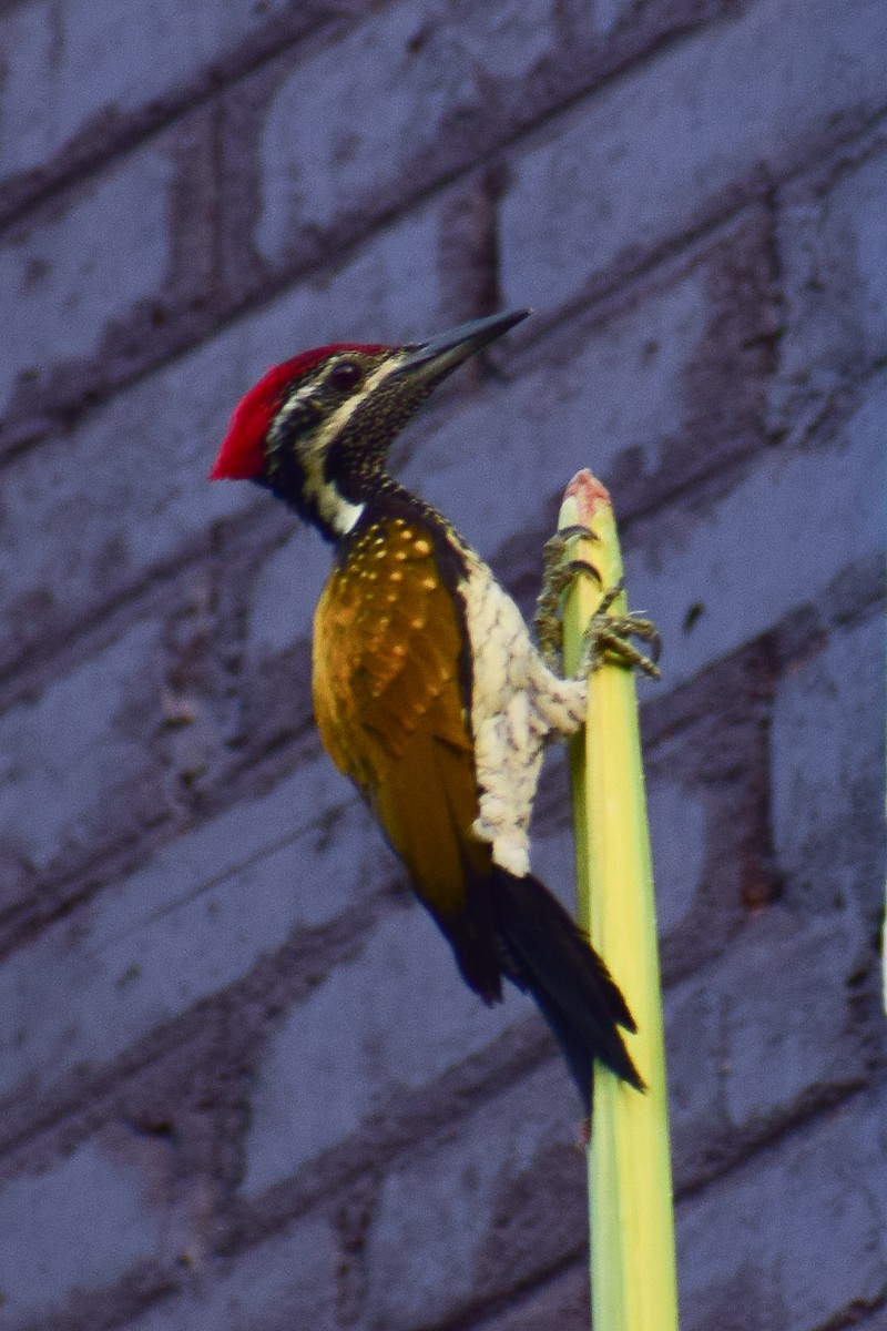 Black-rumped Flameback - ML629025858