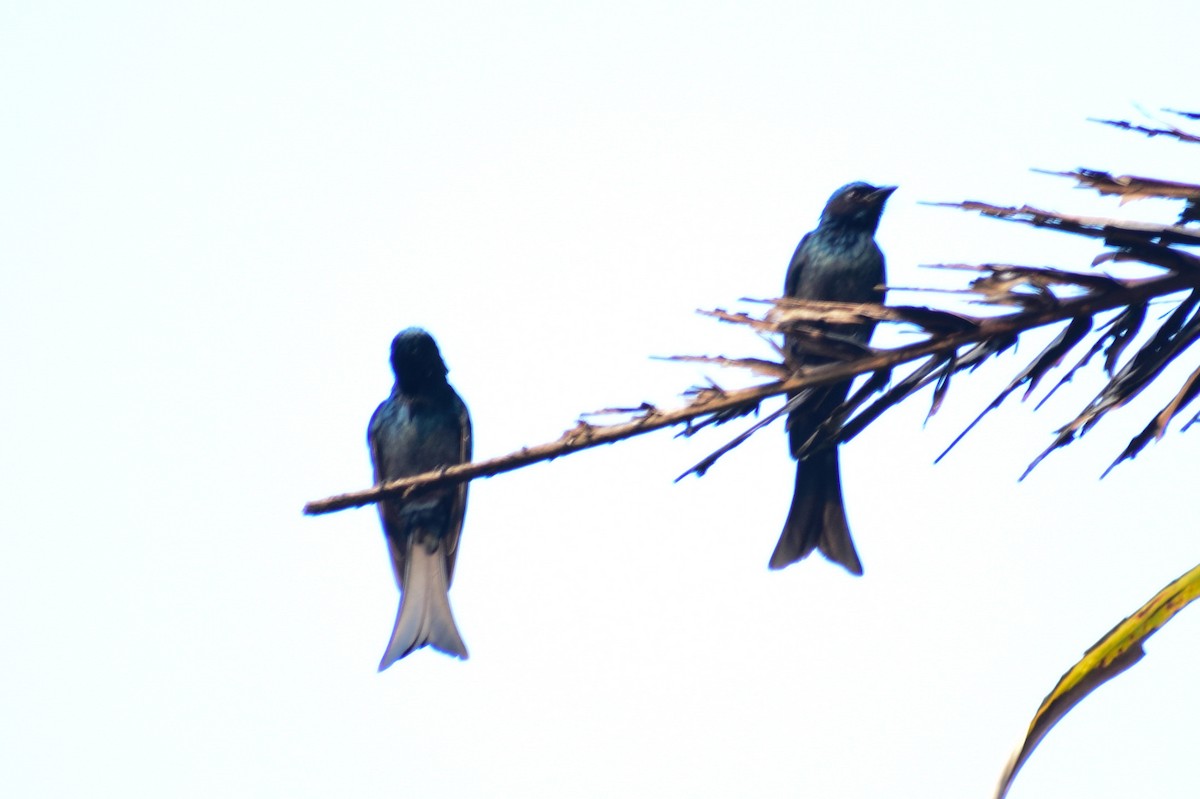 Bronzed Drongo - ML629025862