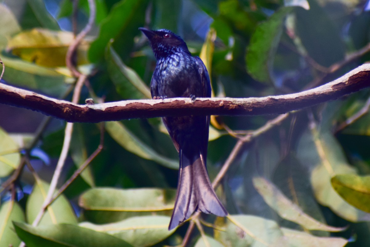 Bronzed Drongo - ML629025863
