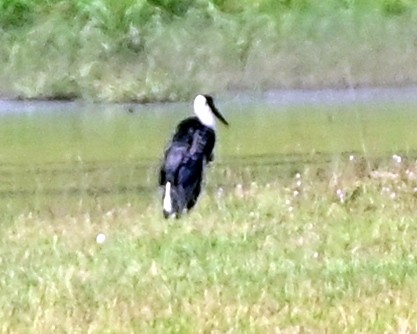 Asian Woolly-necked Stork - ML629025864
