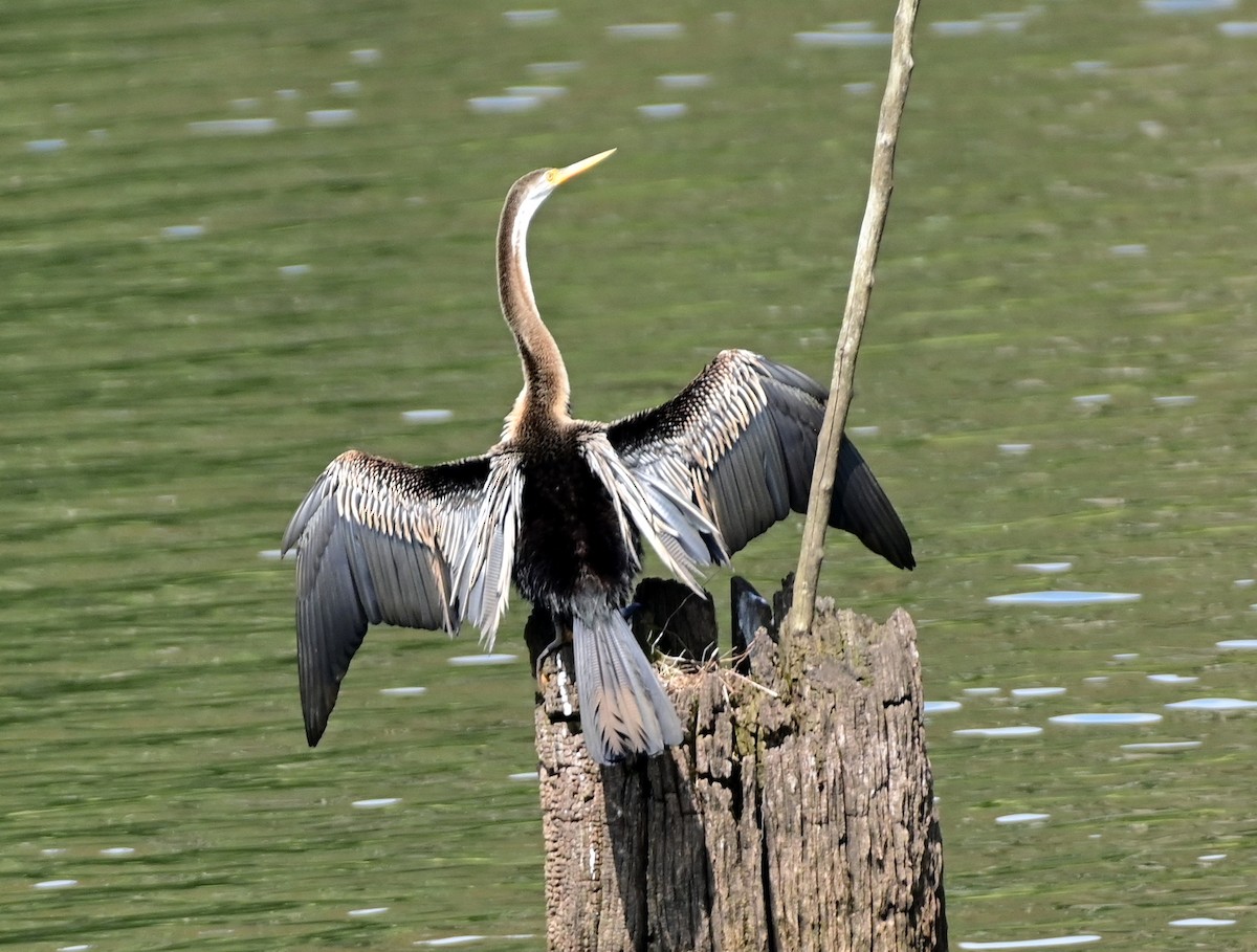 Oriental Darter - ML629025870