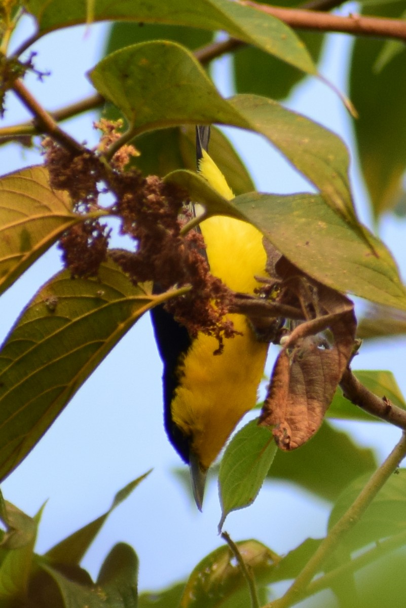 Common Iora - ML629025872