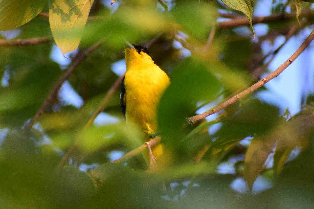 Common Iora - ML629025873