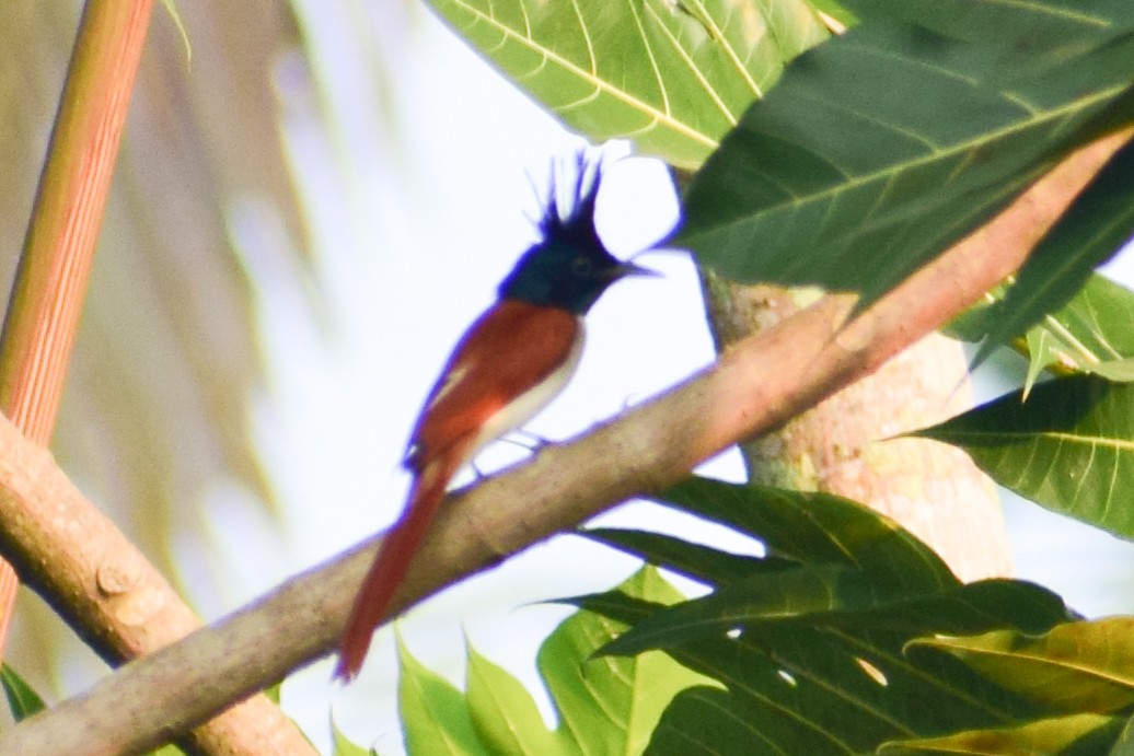 Indian Paradise-Flycatcher - ML629025883