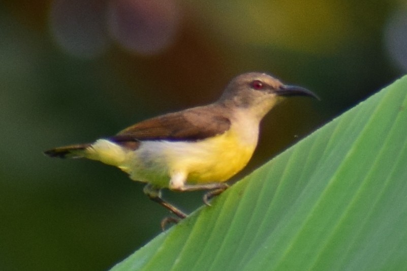 Purple-rumped Sunbird - ML629025885