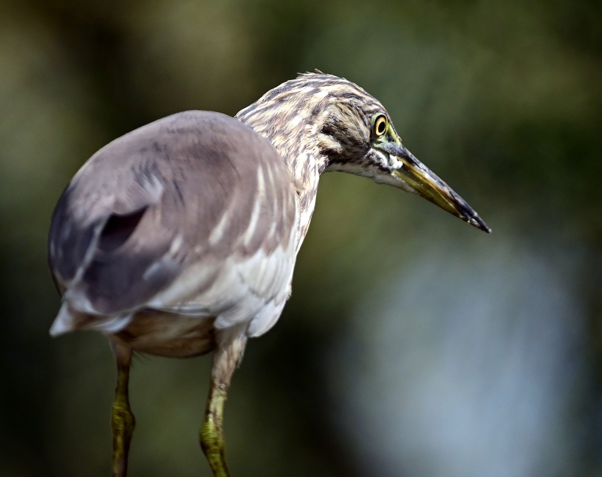 Indian Pond-Heron - ML629025886
