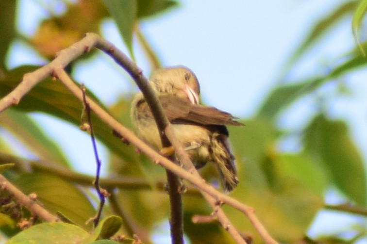 Pale-billed Flowerpecker - ML629025889