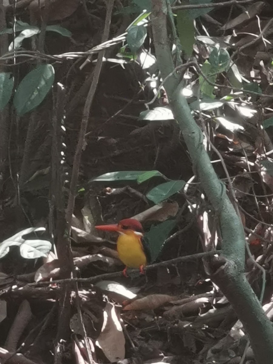 Black-backed Dwarf-Kingfisher - ML629025894