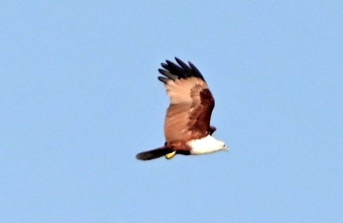 Brahminy Kite - ML629025895