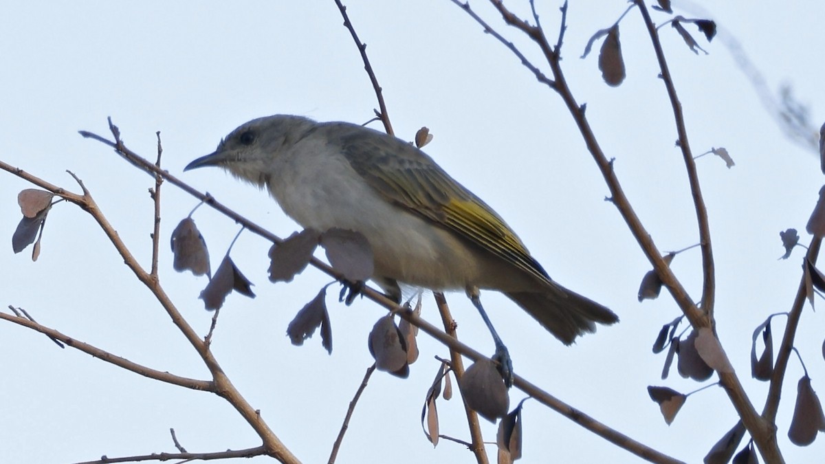 Rufous-throated Honeyeater - ML629025896