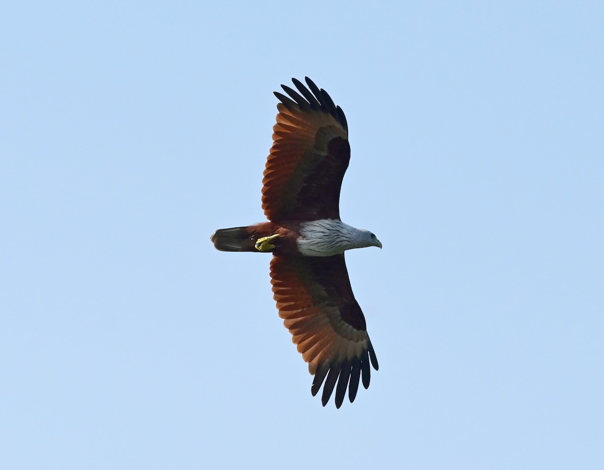 Brahminy Kite - ML629025897