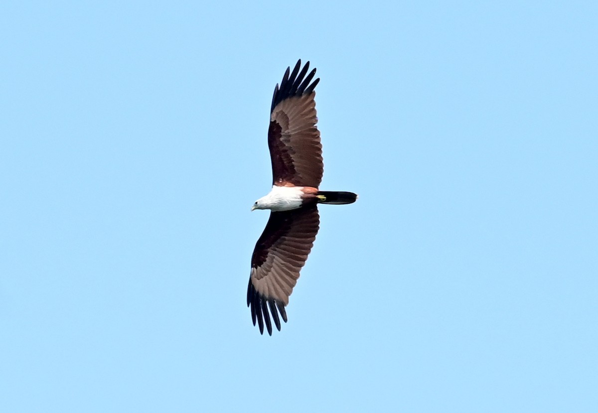 Brahminy Kite - ML629025898