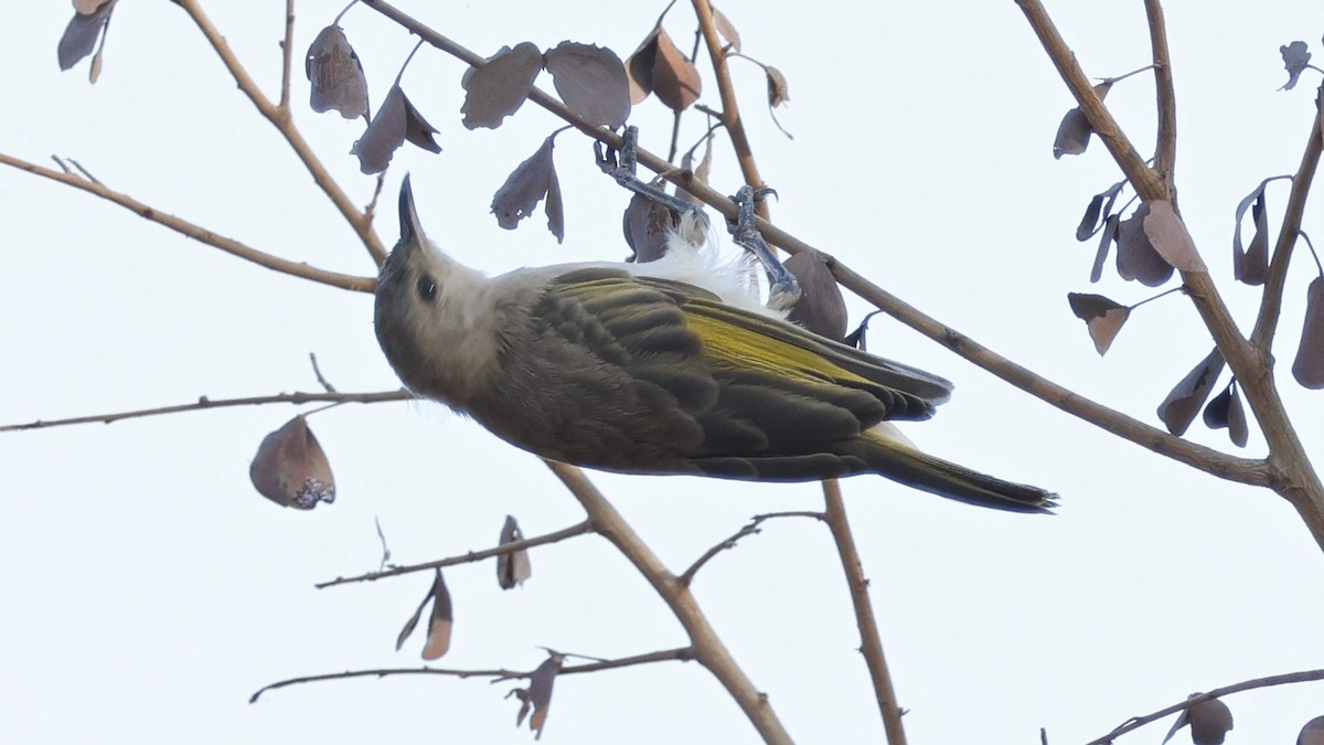 Rufous-throated Honeyeater - ML629025899