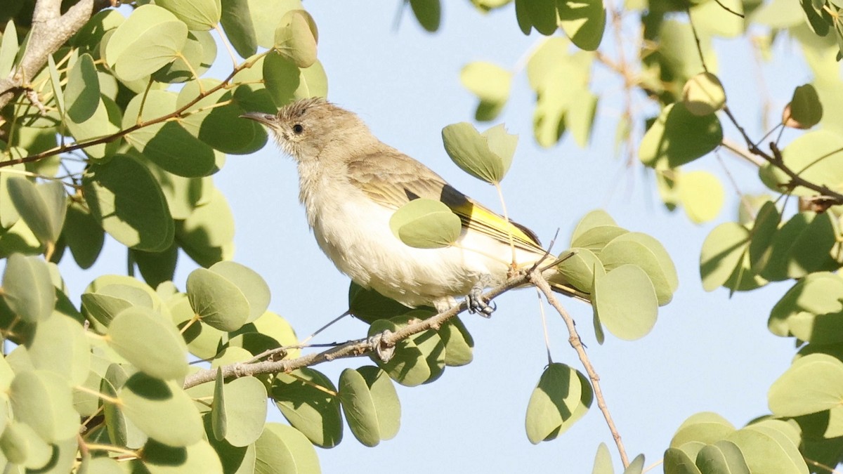 Rufous-throated Honeyeater - ML629025900